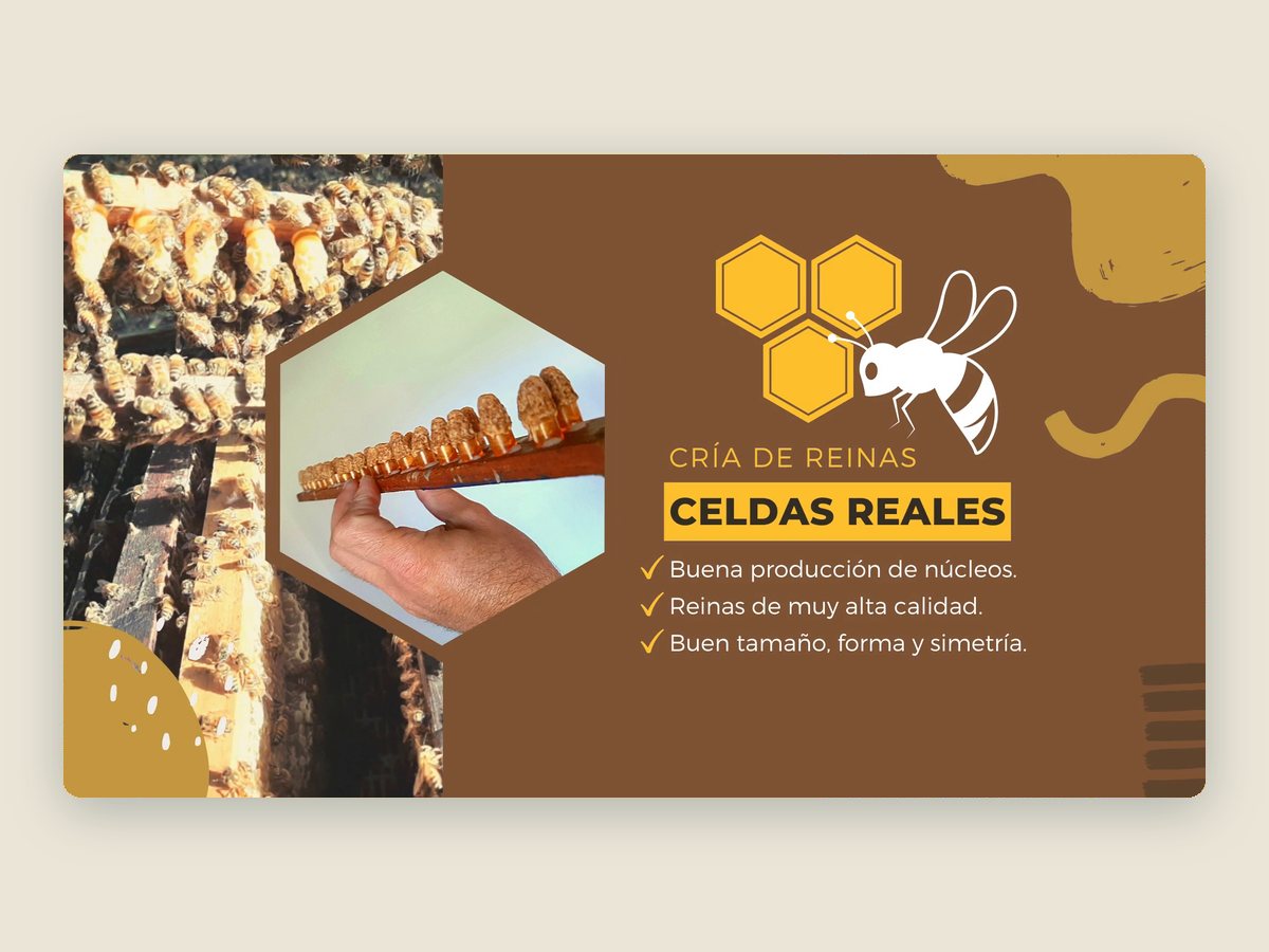 Fotograma del spot en video: cría de reinas y celdas reales